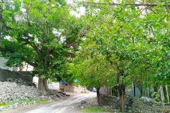 Ein Apfel-, ein Aprikosen- und ein Walnußbaum – im Ladakh, einer tibetischen Gegend Indiens; Kaschmir und Ladakh sind der Obstkorb Indiens, besonders mit den genannten drei Früchten